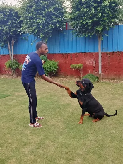 Building trust is at the heart of what we do. Our team members are not just caretakers; they are genuine dog lovers who know how to communicate and bond with every guest. A high five from a happy Rottweiler is the best reward we could ask for.