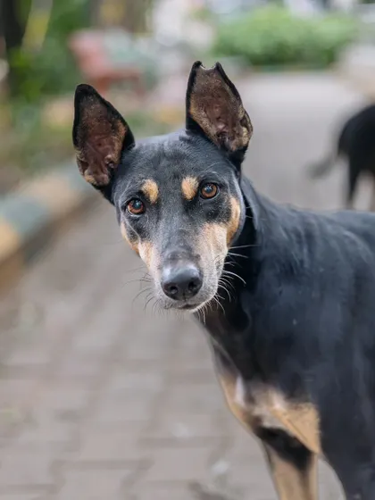 The soulful, intelligent eyes of a friendly street dog. I take the time to connect with these dogs, and in return, they show me their true, gentle nature, which I love to capture in a portrait.