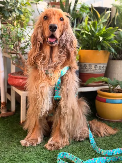 A full-length shot of Posto in his harness, looking proud and ready for a walk.