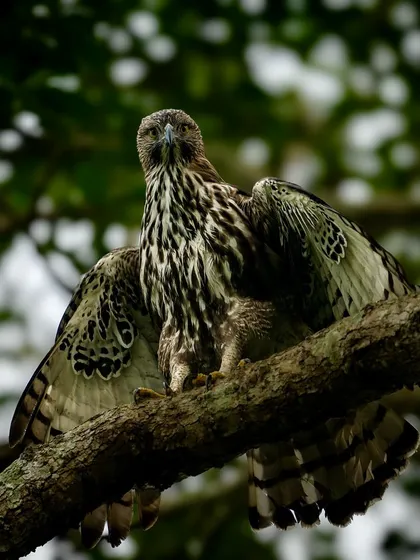 A Changeable Hawk-Eagle spreads its wings in a threat display. This powerful posture, combined with its direct stare, makes for a very intimidating and impressive photograph.