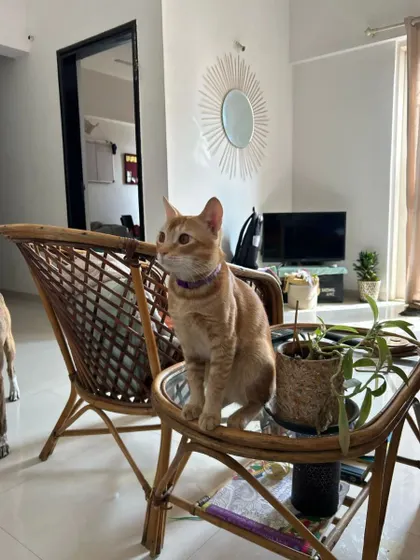 Yuki looking regal and poised. I understand that a clean environment, fresh water, and a tidy litter box are essential for a cat's comfort and well-being.