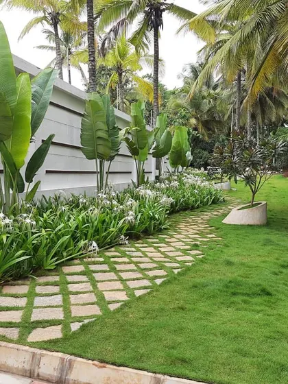 Here, we designed a classic tropical landscape using a combination of Traveller's Palms and flowering Spider Lilies along a boundary wall. The stone pathway embedded in the lawn adds a natural, rustic charm to the garden walk.
