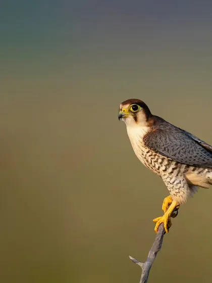 The Red-necked Falcon, a stunningly beautiful bird of prey, perched delicately on a twig. The clean background and sharp details highlight its vibrant colors and fierce expression.