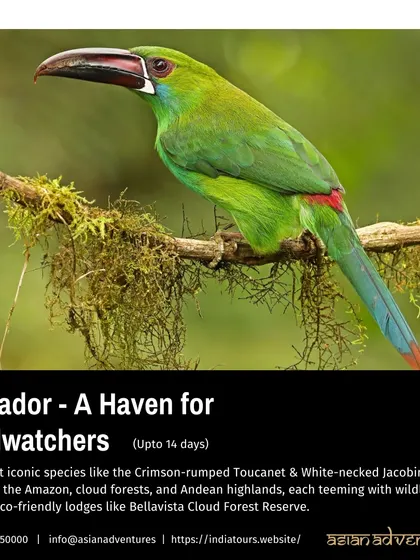 A Crimson-rumped Toucanet, a vibrant bird of the Andean cloud forests, featured on our Ecuador tour poster. Ecuador is a birdwatcher's paradise, and we guide you through its most biodiverse regions.