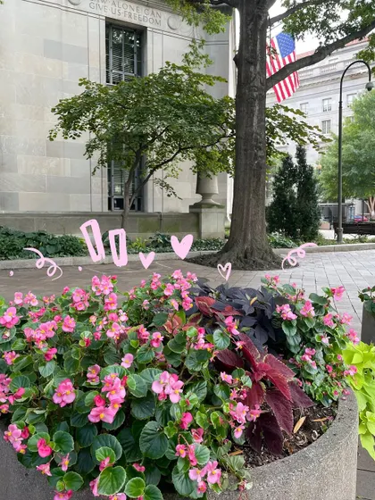 Beautiful pink flowers in D.C., with some simple doodles to make them even prettier.