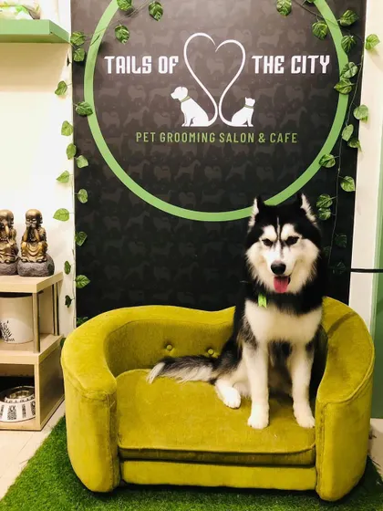 Zeus the Husky is looking magnificent. A proper grooming routine is key to managing the thick undercoat of a Siberian Husky.