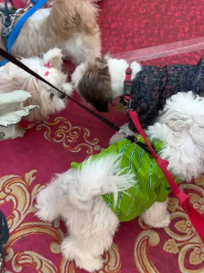 A group of festively dressed Shih Tzus greet each other at the pandal. Our events are wonderful social mixers for dogs to make new friends in a supervised environment.