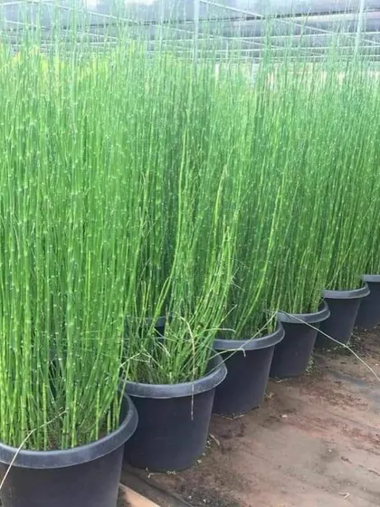 A row of Horsetail Reed plants in pots, which have a very modern, architectural look.