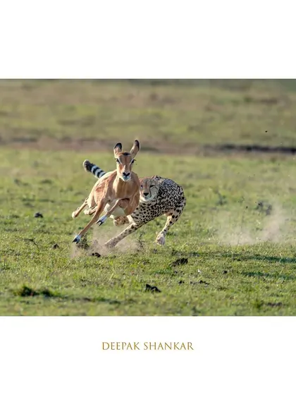 A breathless race between predator and prey, frozen in time.