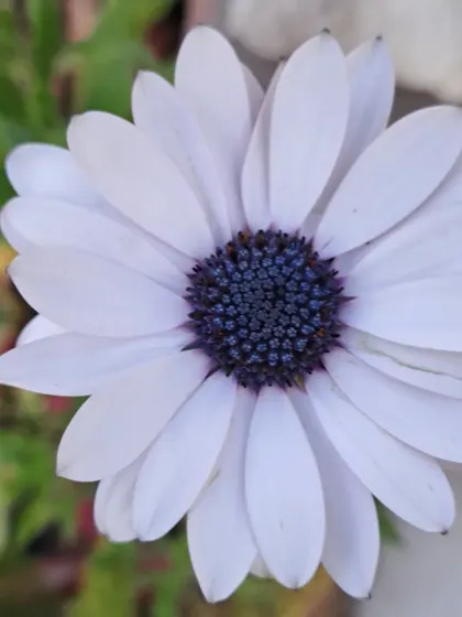A close-up of a Dimorphotheca flower.