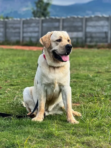 Simba the Labrador enjoying the sun in our play area. The open space with the Nandi Hills in the background is the perfect backdrop for a dog's vacation.
