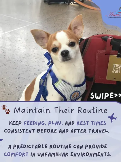 Maintain a consistent routine for feeding, play, and rest before and after travel. A predictable schedule provides comfort and stability for your pet in unfamiliar environments.