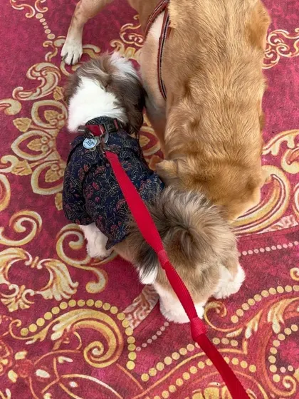 Two furry friends, a Shih Tzu and a Golden Retriever, sniffing and getting to know each other on the vibrant red carpet of our Durga Puja event.