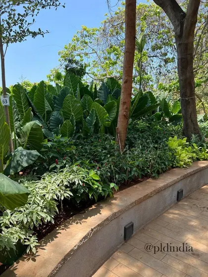 A close-up of a curved garden path lined with a low concrete planter. The planting is layered, with variegated groundcover in the front and large-leafed Alocasia plants behind, creating depth and texture.
