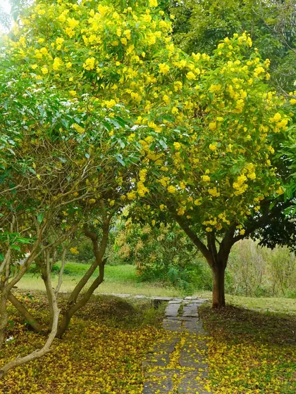 A path strewn with fallen yellow flowers. Walking through the ashram is a sensory experience, with new colors and scents at every turn.
