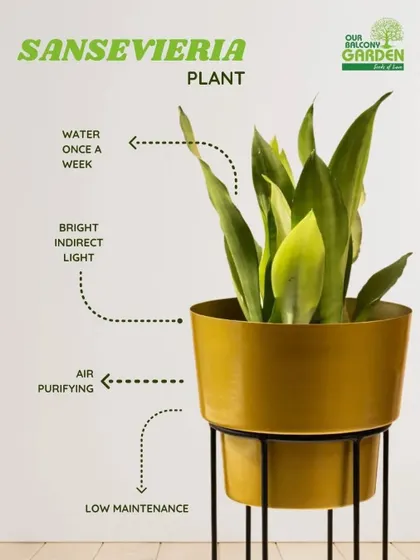 The Sansevieria, or Snake Plant, is a top choice for beginners. It requires watering just once a week, thrives in indirect light, and purifies the air, all while looking stylish in this elegant gold metal planter.
