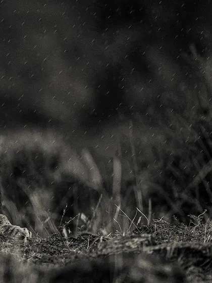 A moment of pure, enchanting beauty. The rain, the lion, the forest—a perfect symphony of nature.