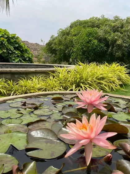 Two pink water lilies float in a stone basin, with a fountain in the background. Even the smallest water features are designed to bring a sense of calm and beauty.