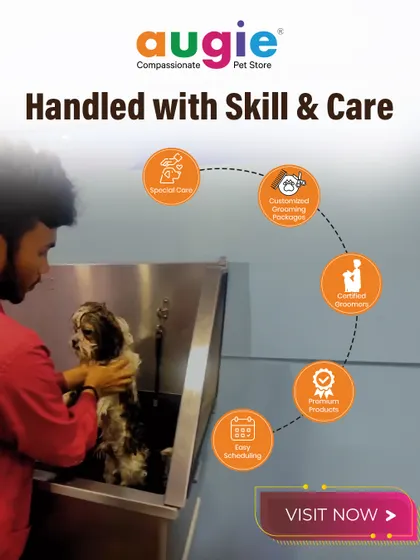 Every pet is handled with skill and care, whether at our salon or in your home. Our certified groomers use premium products and customized packages to ensure a safe and comfortable experience from start to finish.