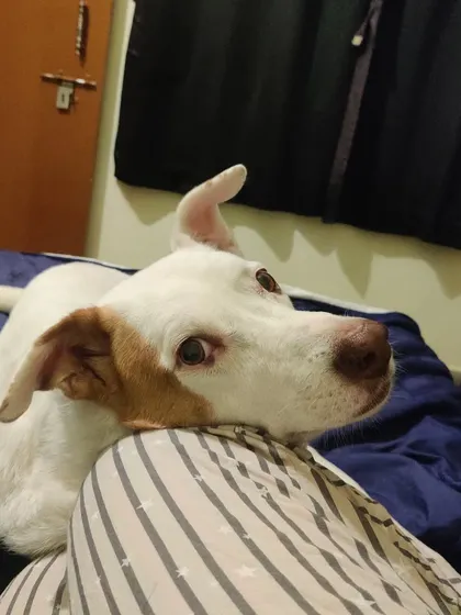 This is Phoebe, the dog who started it all for me. Every journey has a beginning, and she was mine. Her face is a reminder of why I fell in love with working with dogs.