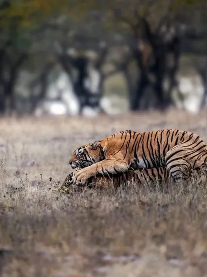 A wild affair in Ranthambhore, as two tigers engage in a courtship ritual.