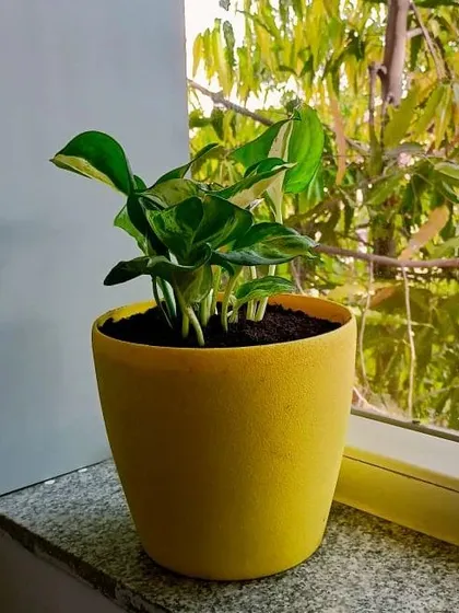 A single, beautiful plant like this money plant in a bright yellow pot can make a big difference on a desk or windowsill. We help you choose the right plant for the right spot.