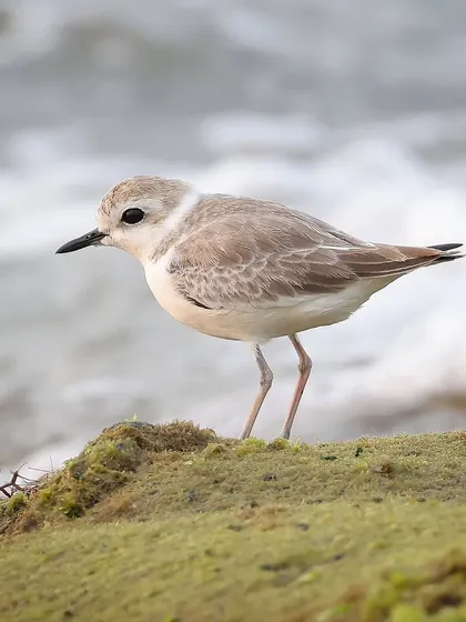A female Malaysian Plover by the sea. The females lack the strong black markings of the males, giving them a softer, more camouflaged appearance.