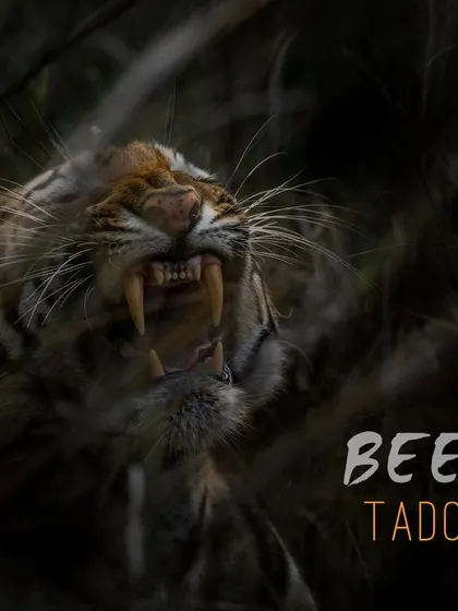 A dramatic capture of the tigress Beera from Tadoba, letting out a fierce roar from the shadows. This is a moment of pure, untamed power, a highlight for any wildlife photographer.