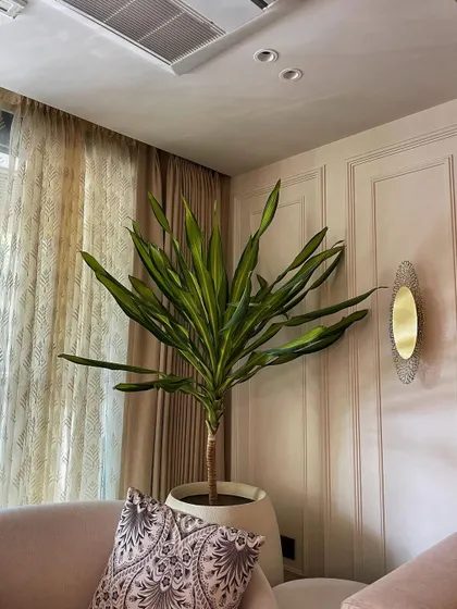 A single, elegant Dracaena Massangeana in a large white pot can make a huge statement. Placed in this living room corner, it adds a touch of drama and draws the eye upwards, making the space feel taller.