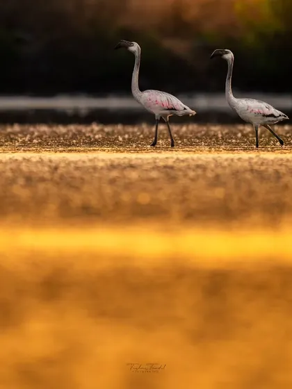 A pair of flamingos walk in sync across the golden-lit water. The reflection and warm tones make for a beautifully composed shot of their morning routine.