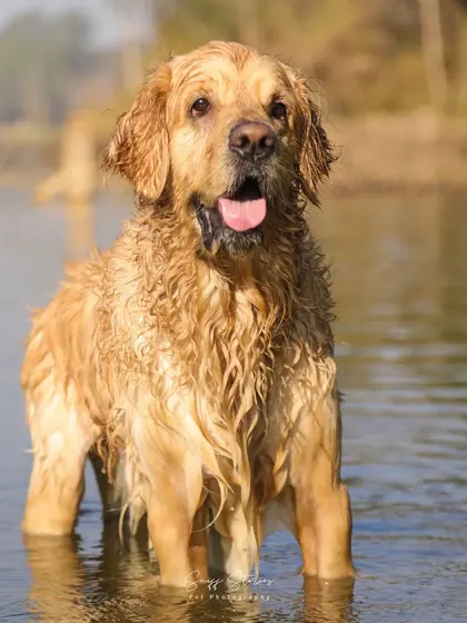 A happy, panting Simba stands in the water after a successful retrieve. His wet fur and joyful expression are a testament to a fun-filled session.