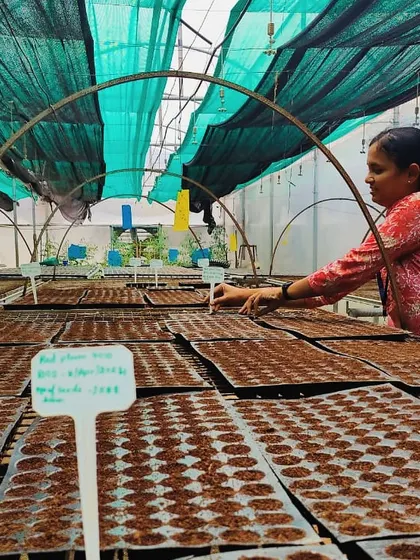Sowing seeds for the next crop cycle. Our nursery is always buzzing with activity, preparing for future harvests.