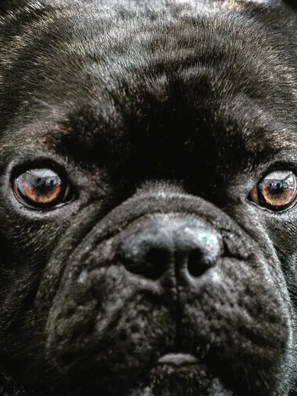 A dramatic, close-up portrait of a French Bulldog. This intense shot focuses entirely on the eyes, which are full of expression and soul. Can you guess the breed?