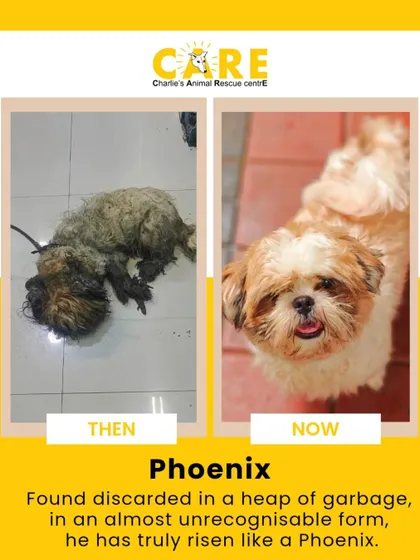The journey of Phoenix, from being found discarded in a heap of garbage to becoming a happy, healthy dog. This transformation is a testament to what is possible with dedicated care and your support.