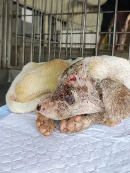 A photo showing the puppy resting at our trauma center. His journey from victim to survivor is a powerful reminder of why I do this work.