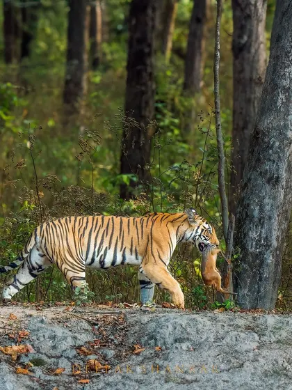 A rare glimpse into the daily life of a tiger in Kanha National Park. This powerful tigress is carrying food, a stark reminder of the constant cycle of life and survival in the jungle.