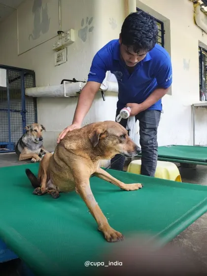 Our team member provides comfort and reassurance to a paralyzed dog during his therapy session. Emotional support is a key part of the healing process.