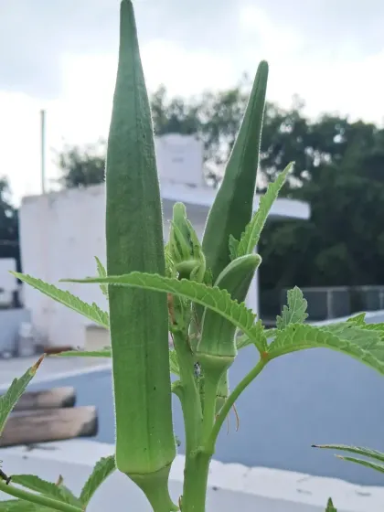 A perfect pair of ladyfingers ready for harvesting. Consistent, healthy growth like this is achievable with the right organic fertilizers and pest management.