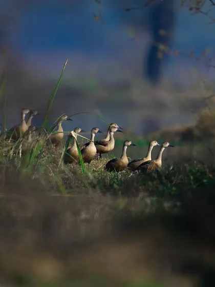 A closer view of the flock of Lesser Whistling Ducks. Their alert posture suggests they are aware of my presence, showcasing the challenges of getting close to wild birds.