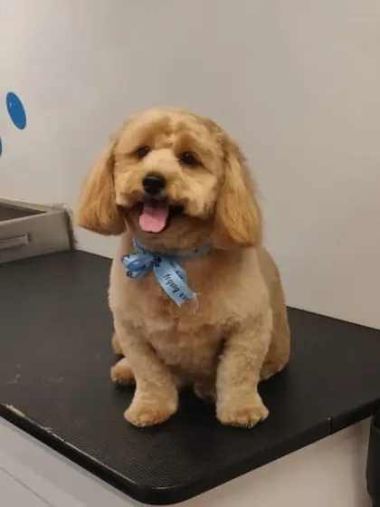 A happy face on this freshly groomed pup! We focus on creating a positive experience so your dog looks forward to their spa day.
