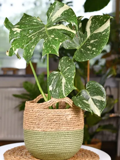 A rare and beautiful Monstera Thai Constellation, featuring unique speckled variegation. We can source exotic and specialty plants for clients looking for a truly one-of-a-kind green statement.