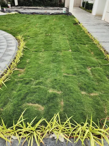 A newly installed lawn bordered by variegated spider plants (Chlorophytum comosum). This creates a clean, defined edge and adds a contrasting color to the landscape design.