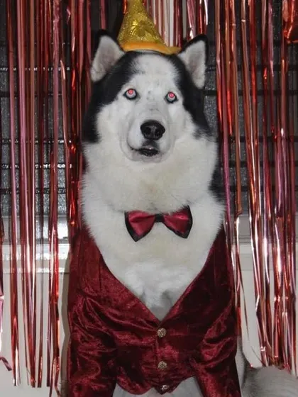 A full birthday bash for Oscar the Husky. These photos show the whole celebration, from his dapper party outfit and custom cake to the joyful moments with his entire family. We help make these core memories happen.