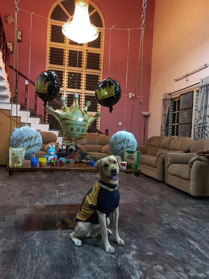 Joy the Labrador celebrating his birthday in our home-like environment. Dressed in his party sweater and surrounded by balloons, he is seen patiently waiting for his treat, showing the gentle temperament we nurture.