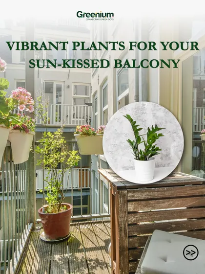 This image introduces a series on vibrant plants for your sun-kissed balcony. It shows a beautifully decorated balcony filled with flowers and greenery, inspiring you to create your own outdoor oasis.