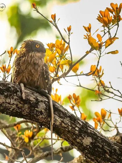 A Brown Fish Owl perched among vibrant yellow flowers, holding a snake kill. The contrast between the beautiful setting and the grim reality of the hunt is what makes this shot so compelling.