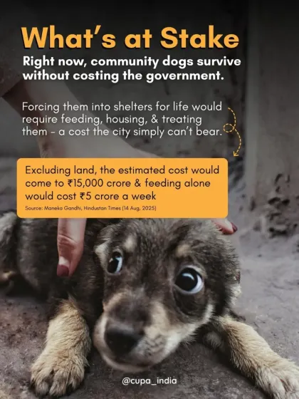 A breakdown of what's at stake financially. Forcing community dogs into shelters would create an unsustainable financial burden on the city, costing crores weekly.