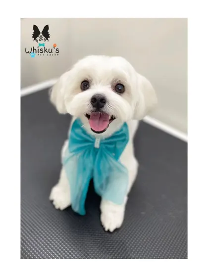 A perfect head tilt from Chimpu. This angle shows off the clean lines of his face trim.