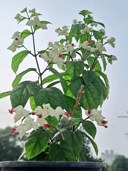 The Bleeding Heart plant against the sky.