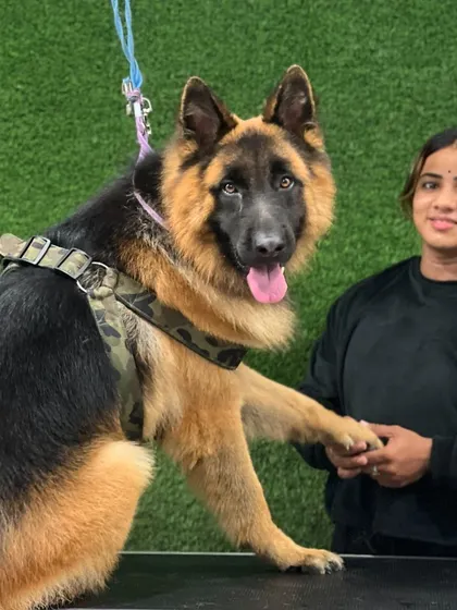 Building trust is a key part of my job. A calm and happy German Shepherd offering a paw shake on the grooming table is the best reward and a sign of a comfortable pet.
